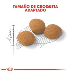 Royal Canin Adult Exigent Protein pienso para gatos Online