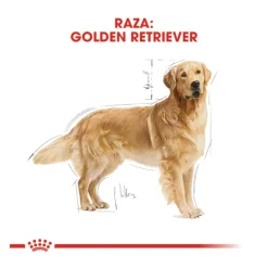 Royal Canin Adult Golden Retriever pienso para perros