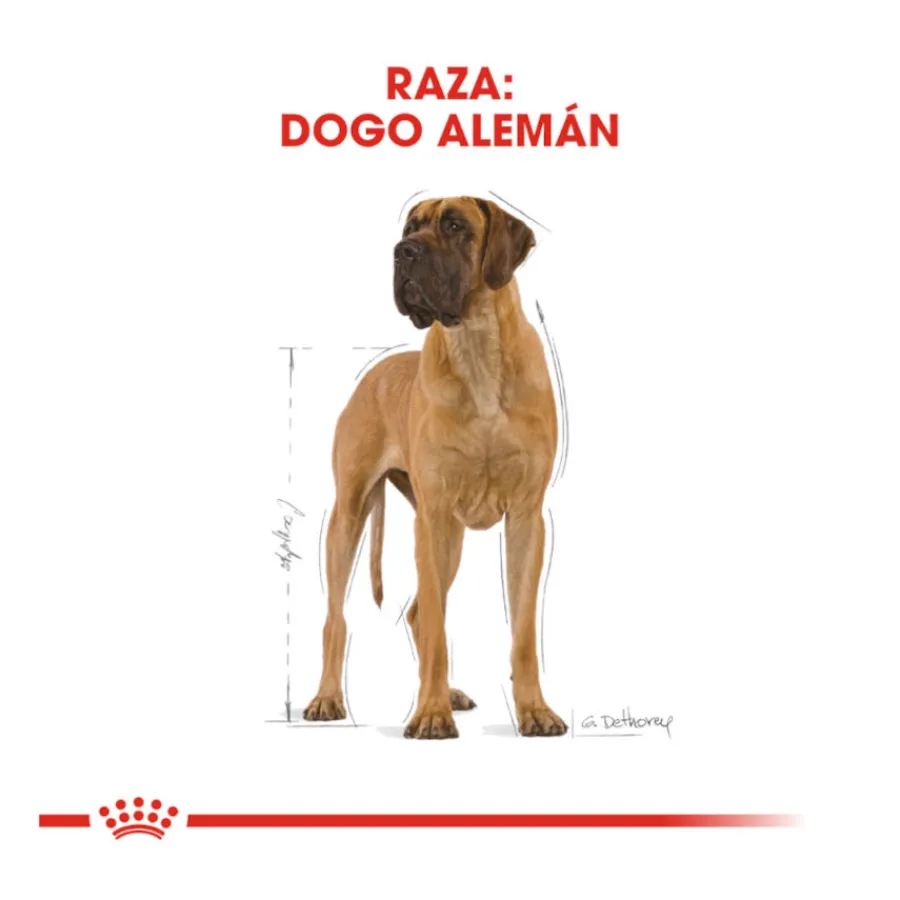 Royal Canin Adult Great Dane pienso para perros New