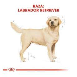 Royal Canin Adult Labrador Retriever pienso para perros Clearance