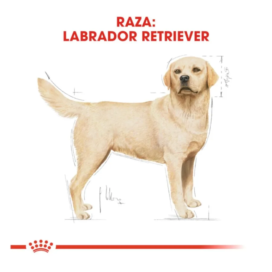 Royal Canin Adult Labrador Retriever pienso para perros Clearance