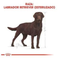 Royal Canin Adult Labrador Sterilised pienso para perros Discount