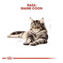 Royal Canin Adult Maine Coon pienso para gatos New