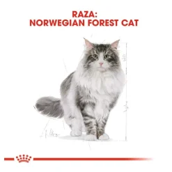 Royal Canin Adult Norwegian Forest pienso para gatos
