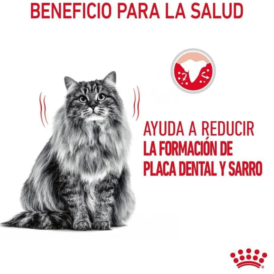 Royal Canin Adult Oral pienso para gatos