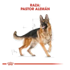 Royal Canin Adult Pastor Alemán pienso para perros Hot