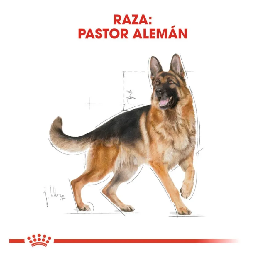Royal Canin Adult Pastor Alemán pienso para perros Hot