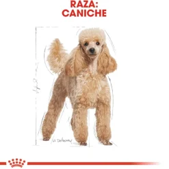 Royal Canin Adult Poodle Paté sobre para perros Online