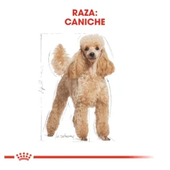 Royal Canin Adult Poodle pienso para perros Hot