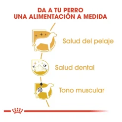 Royal Canin Adult Poodle pienso para perros Hot