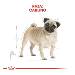 Royal Canin Adult Pug pienso para perros Discount