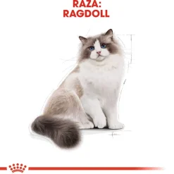 Royal Canin Adult Ragdoll pienso para gatos Hot