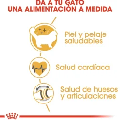 Royal Canin Adult Ragdoll pienso para gatos Hot