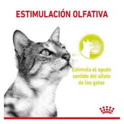 Royal Canin Adult Sensory Smell salsa sobre para gatos Clearance