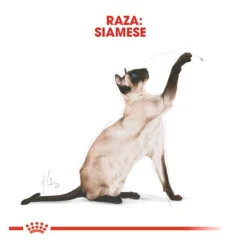 Royal Canin Adult Siamese pienso para gatos Discount