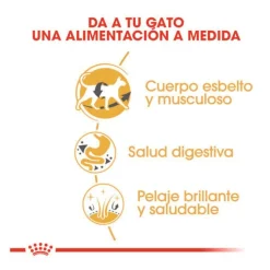 Royal Canin Adult Siamese pienso para gatos Discount
