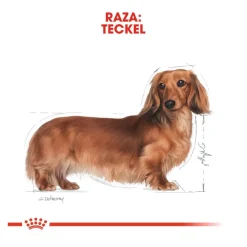 Royal Canin Adult Teckel paté en sobre para perros Discount
