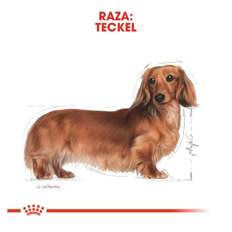 Royal Canin Adult Teckel paté en sobre para perros Discount
