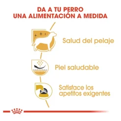 Royal Canin Adult White Terrier West Highland pienso para perros Best