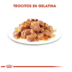 Royal Canin Ageing 12+ gelatina sobres para gatos Discount
