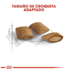 Royal Canin Ageing 12+ pienso para gatos Hot