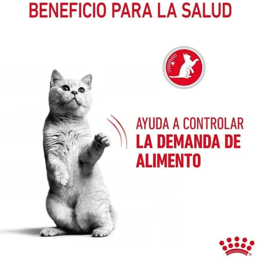 Royal Canin Appetite Control Care pienso para gatos Hot