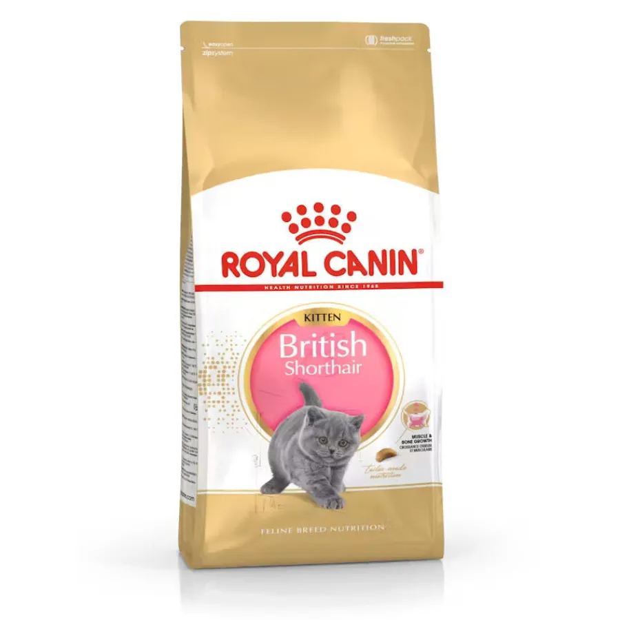 Royal Canin British Shorthair Kitten pienso para gatos Best