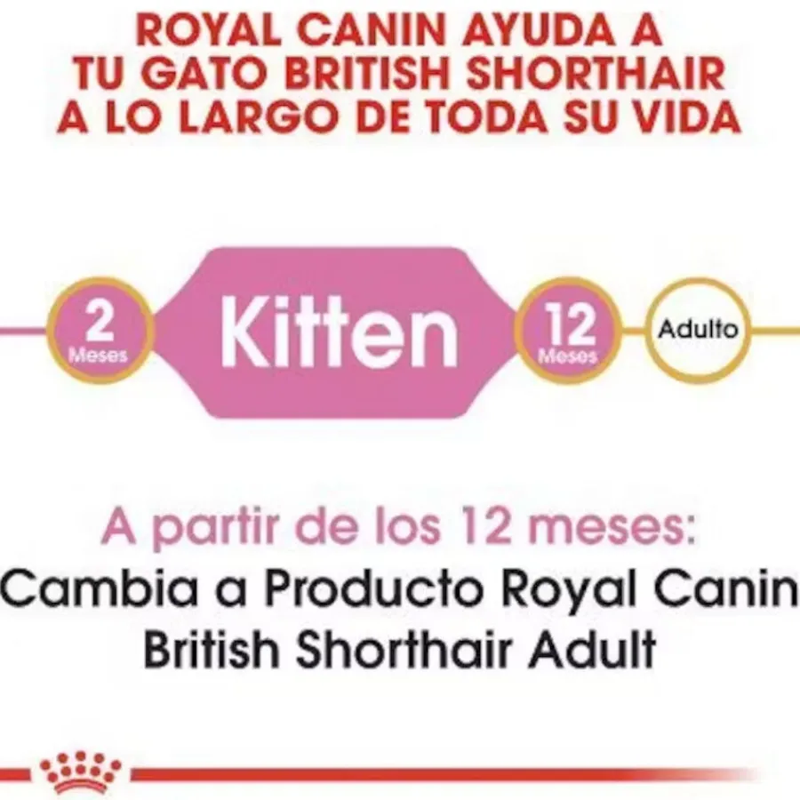 Royal Canin British Shorthair Kitten pienso para gatos Best