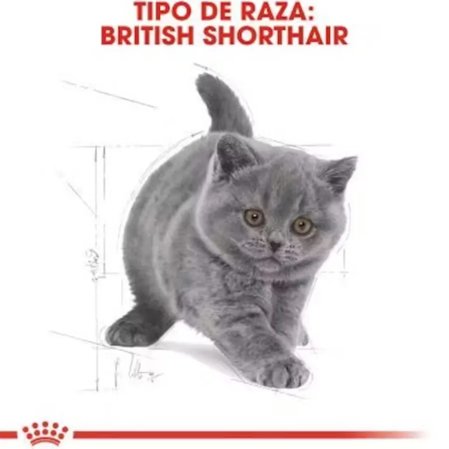 Royal Canin British Shorthair Kitten pienso para gatos Best