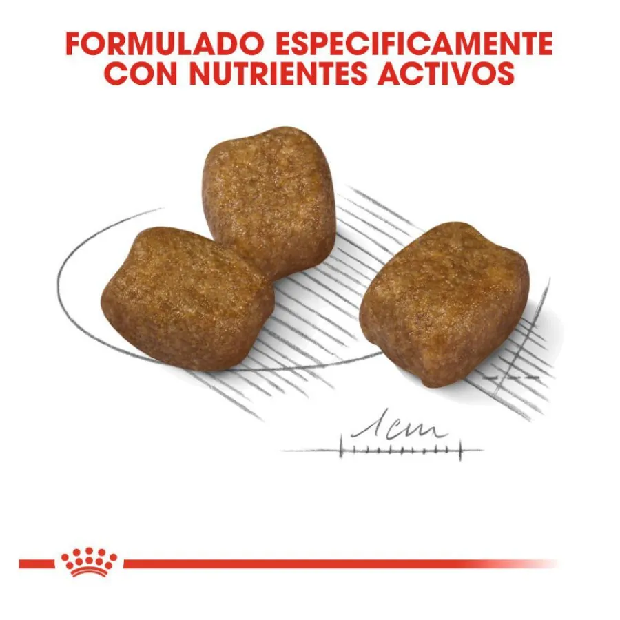 Royal Canin Dental Care Mini pienso para perros Hot