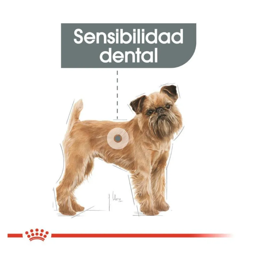 Royal Canin Dental Care Mini pienso para perros Hot