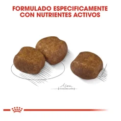 Royal Canin Dental Care Maxi pienso para perros New