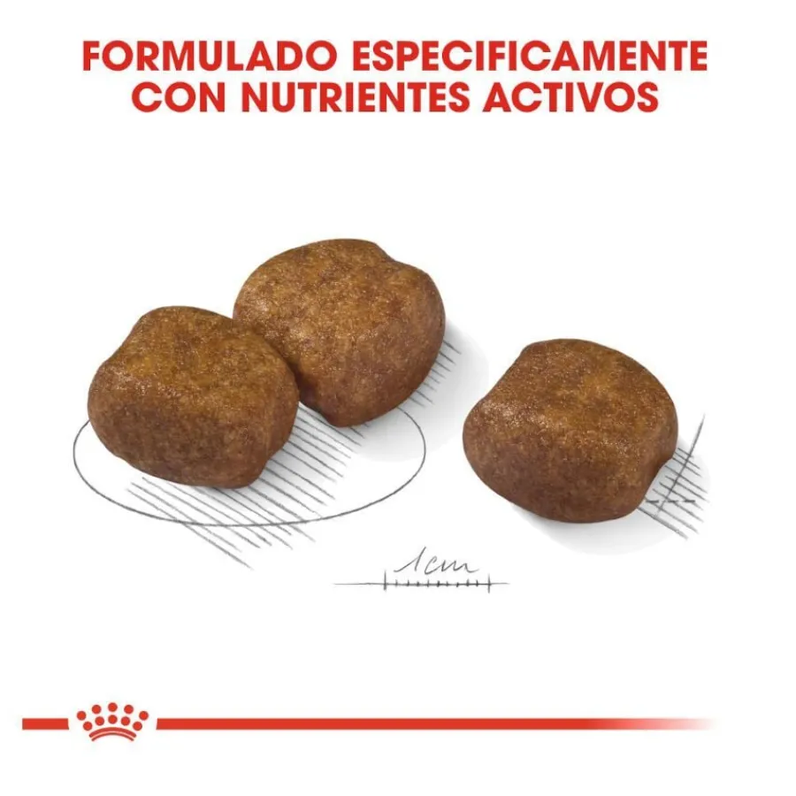 Royal Canin Dental Care Maxi pienso para perros New