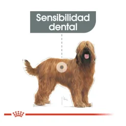 Royal Canin Dental Care Maxi pienso para perros New