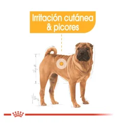 Royal Canin Dermacomfort Medium pienso para perros New