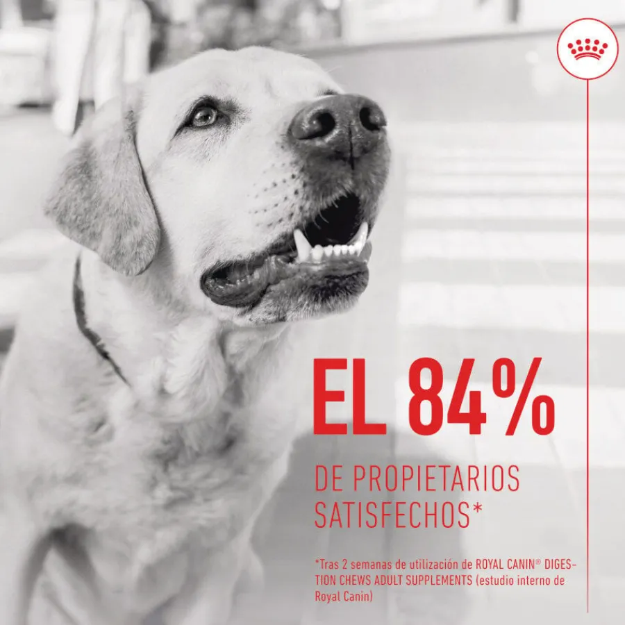 Royal Canin Digestion Chews Suplemento Nutricional para perros con sensibilidad New