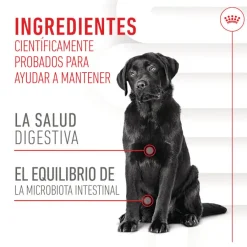 Royal Canin Digestion Chews Suplemento Nutricional para perros con sensibilidad New
