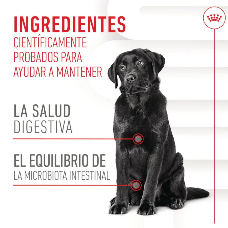 Royal Canin Digestion Chews Suplemento Nutricional para perros con sensibilidad New
