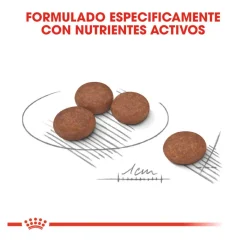 Royal Canin Digestive Care Mini pienso para perros Clearance