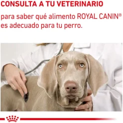 Royal Canin Expert Adult Sobre en Salsa para perros Clearance