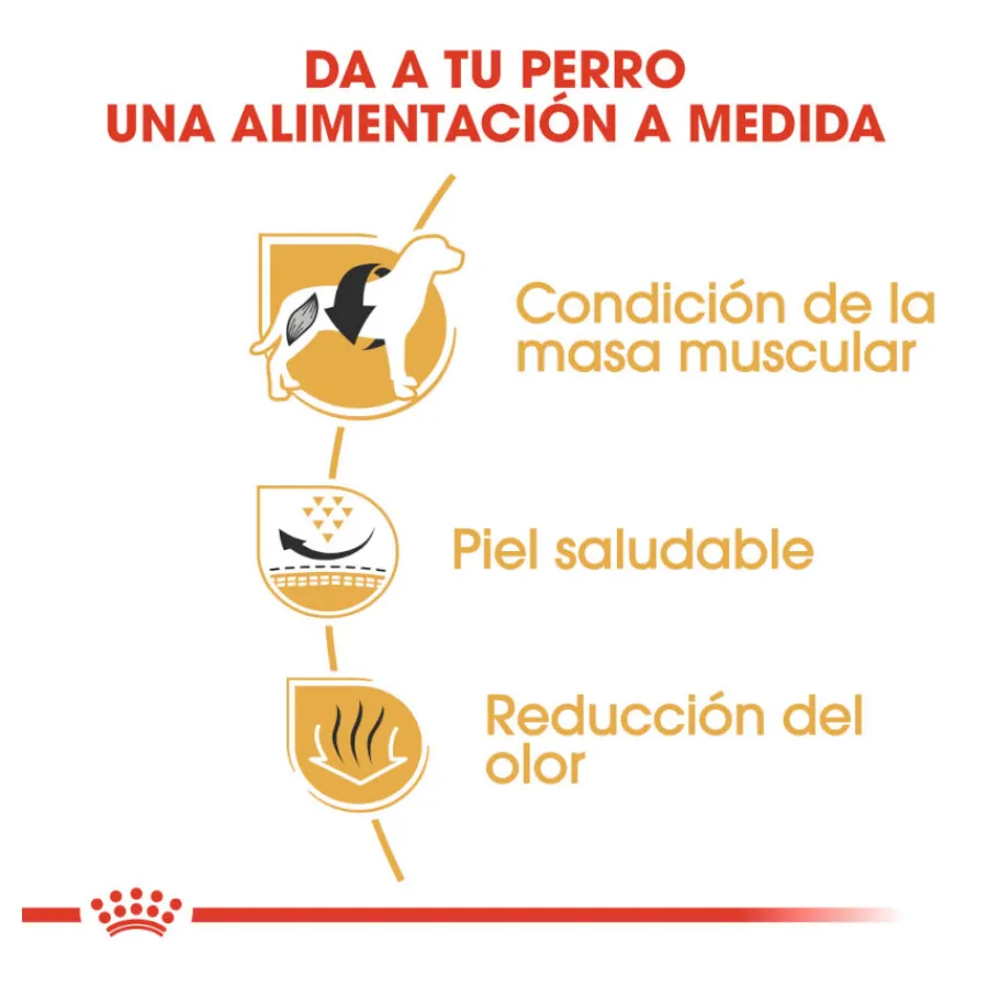 Royal Canin French Bulldog Adult pienso para perros Outlet