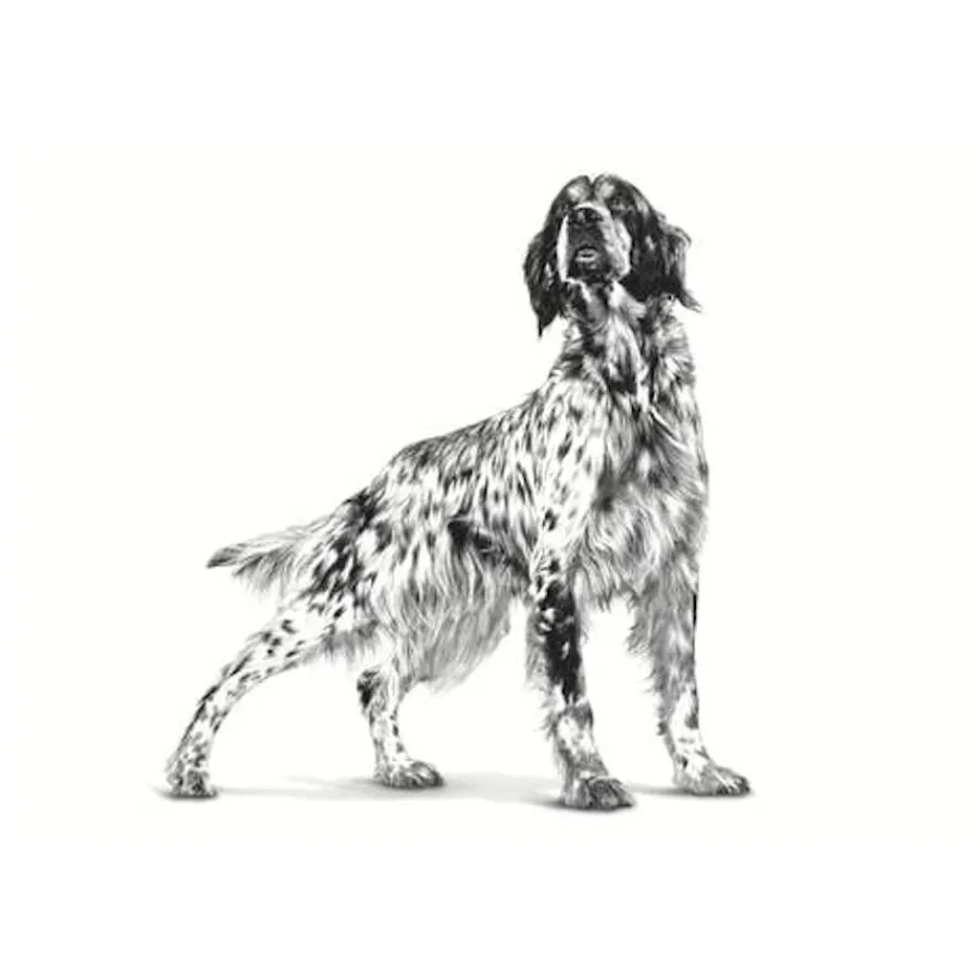 Royal Canin Gastrointestinal Low Fat lata para perros Online