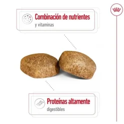 Royal Canin Giant Adult pienso para perros Hot