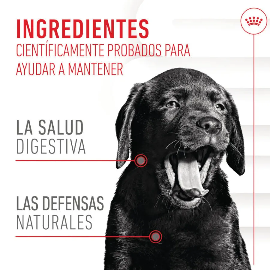 Royal Canin Immunity & Digestion Chews Puppy Suplemento nutricional para perros Best