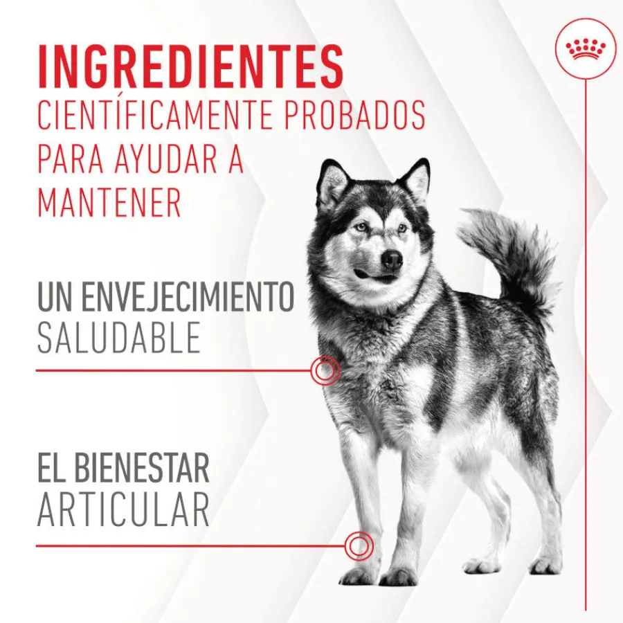 Royal Canin Joint & Ageing Chews Suplemento Nutricional para perros con sensibilidad articular Sale