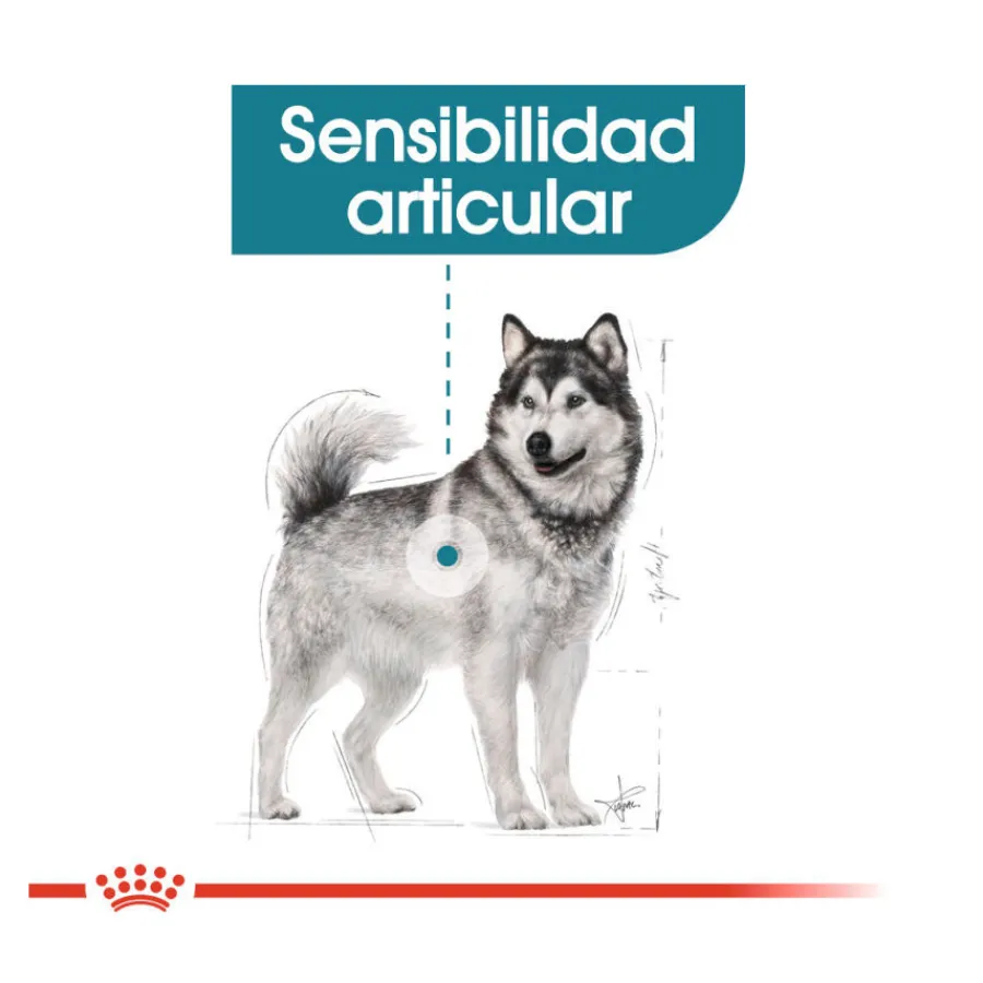 Royal Canin Joint Care Maxi pienso para perros Best