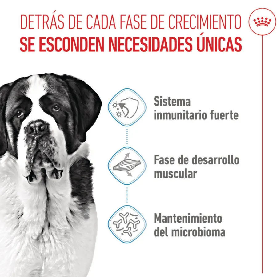 Royal Canin Junior Giant pienso para perros New