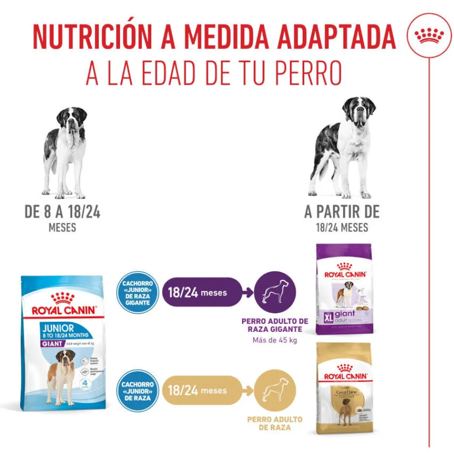 Royal Canin Junior Giant pienso para perros New