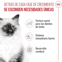 Royal Canin Kitten comida húmeda en gelatina sobre para gatitos Online