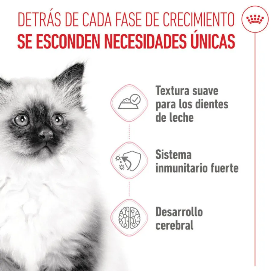 Royal Canin Kitten comida húmeda en gelatina sobre para gatitos Online